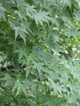 IMG_9819