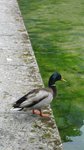 IMG_2379