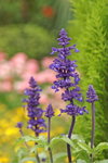 PICT0081