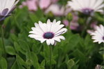 PICT0091