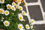 PICT0123