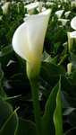 DSCF2824