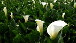 DSCF2828