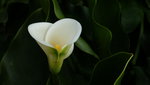 DSCF2852