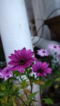 DSCF2498