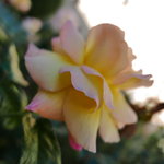 P1340265
