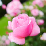 P1350584