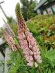 IMG_20191116_162204