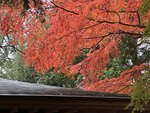 IMG_3515