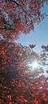 IMG_20231121_133249