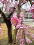 IMG_6871