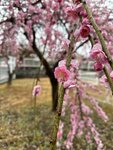 IMG_6872