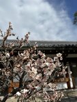 IMG_8087