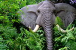 disneyland_057