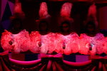 disneyland_098