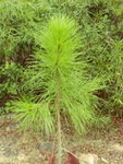 hike_HoiHa39
