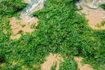 Lamma_024
