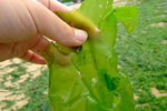Lamma_025