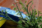 Lamma_027