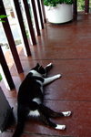 Lamma_040