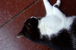 Lamma_041