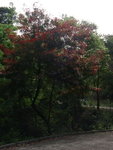 ShingMumPinic06