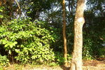 ShingMun11