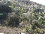 TaMuShanPIC021