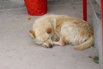 TaiO_015