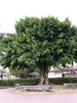 P1010007