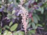 YuenTsuen_022