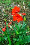 Big red flower