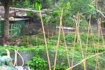 YungPak_016