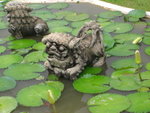 水中獅