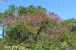 CheungSheung_011