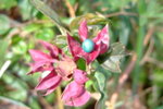 Lantau_peak016