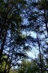 longkei080105_025