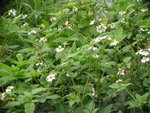 MaiPo_O02