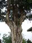 MaiPo023