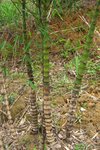 qing-shan_010