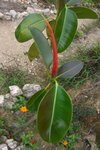 qing-shan_019