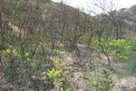qing-shan_021