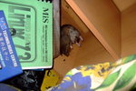 rat4