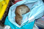 rat5
