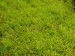 Grassland
