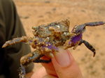 Purple Crab