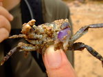Purple Crab