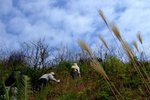 shangshui0801_017