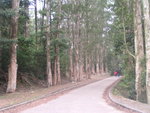 shingmun005