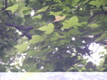 shingmun016